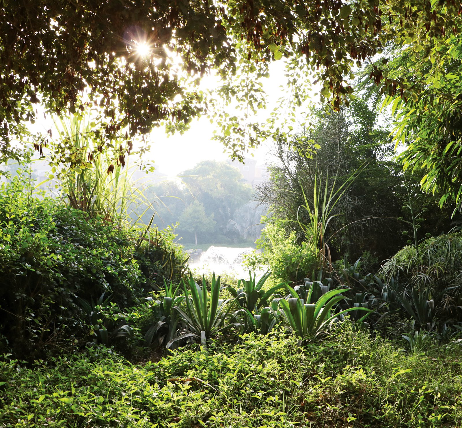 Tropical landscaping at Lunaya community